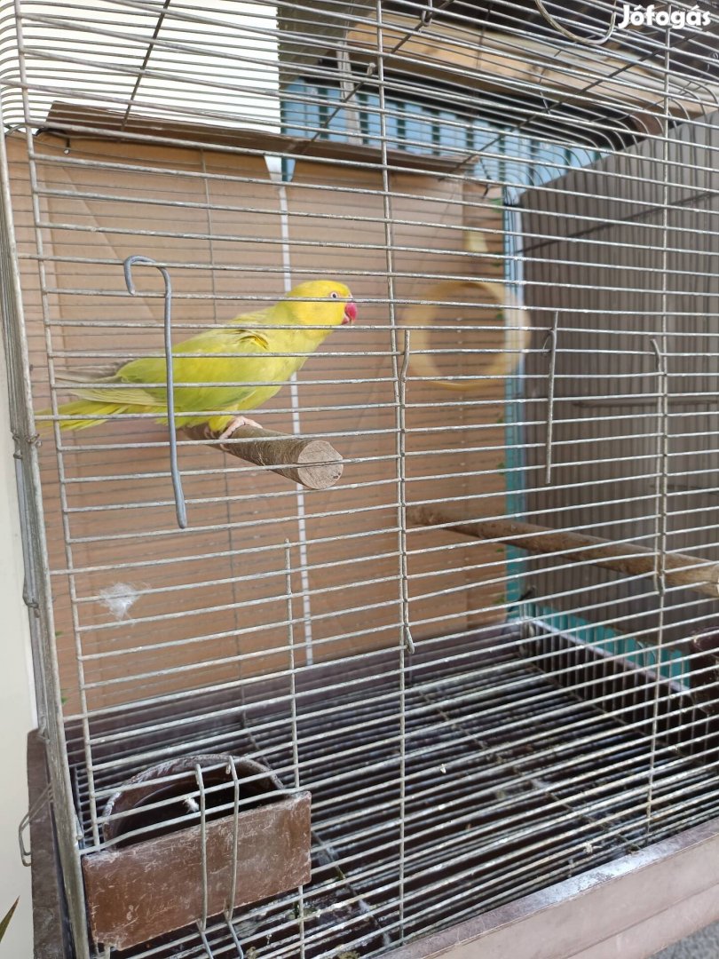 Kis sándor papagáj