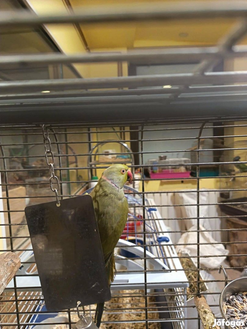 Kis sándor papagáj hím