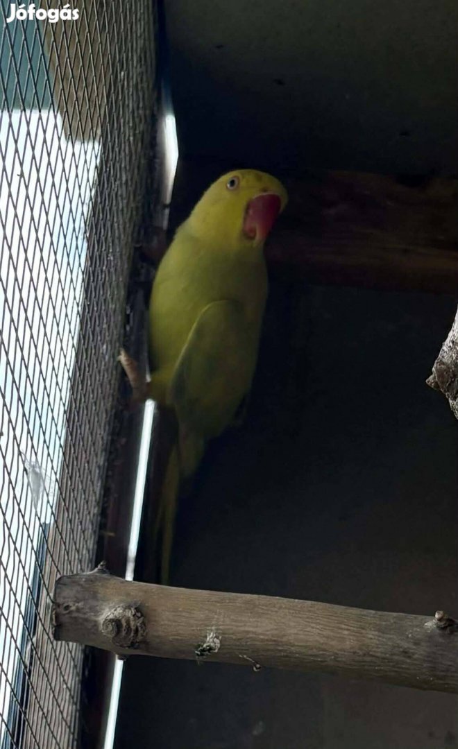 Kis sandorpapagaj költözne