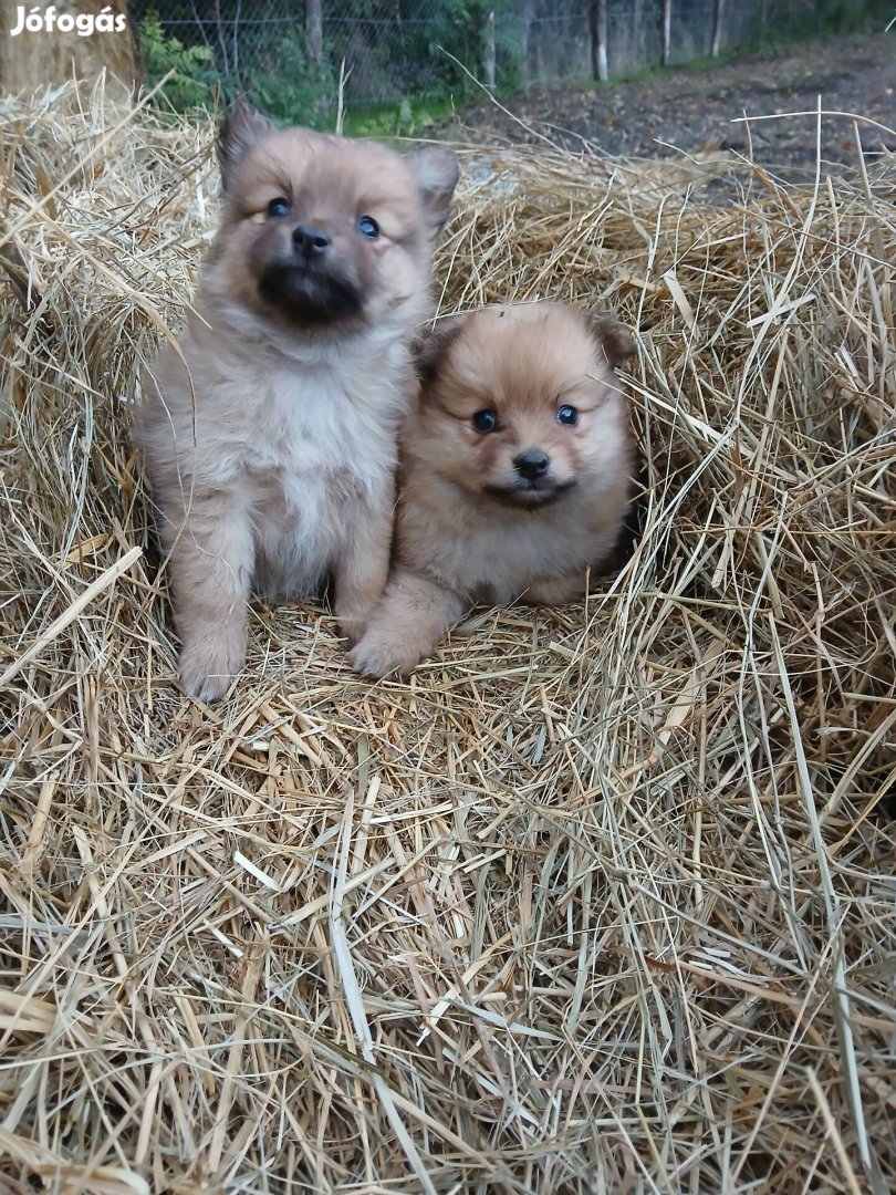 Kis spitz fajtatiszta jellegű ingyen 