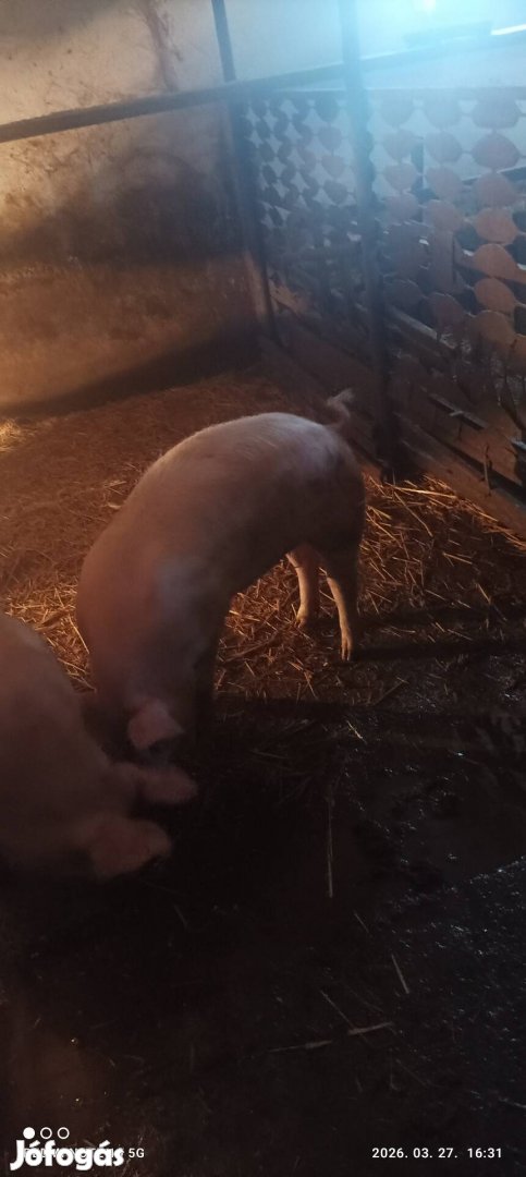 Kis súlyú hizok . eladók.