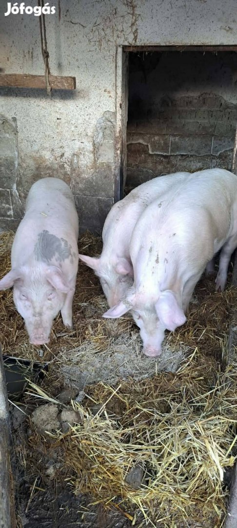 Kis súlyú hízok eladók