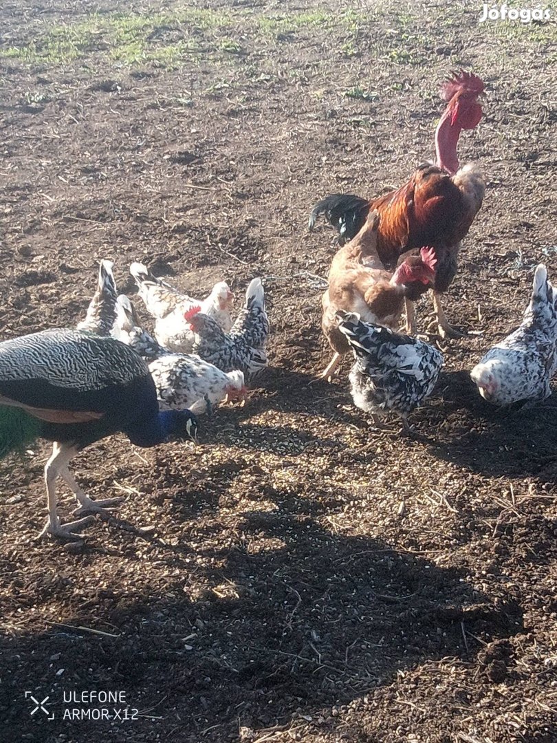 Kis tyúkok eladók!