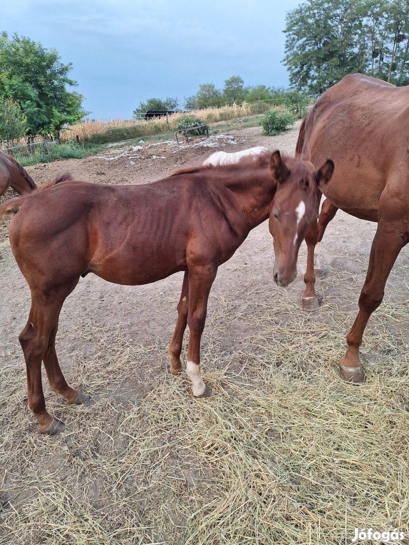 Kisbéri csikók