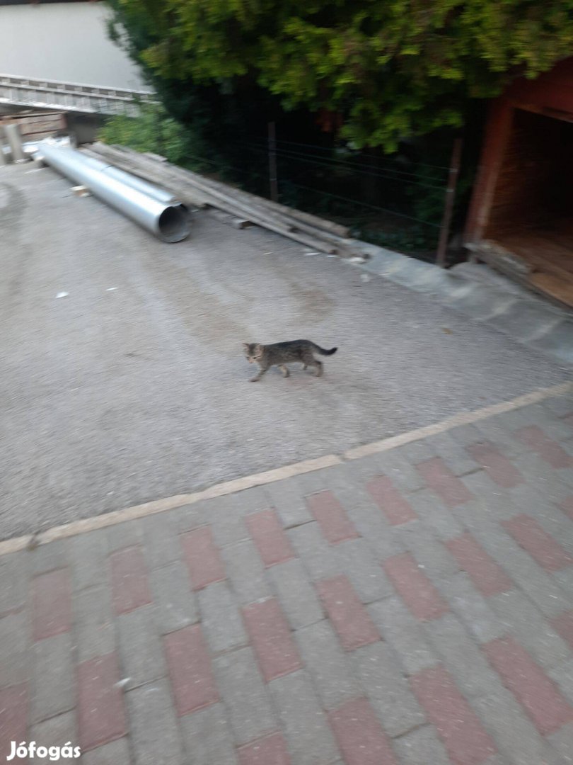 Kiscicák örökbe adva