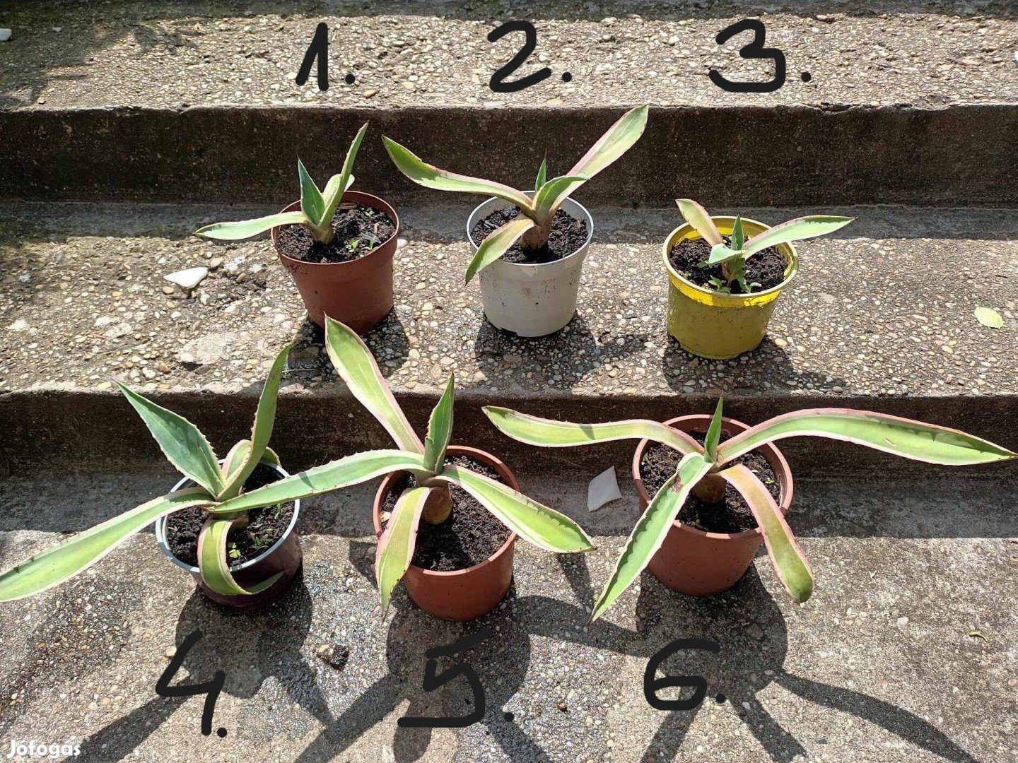 Kisebb Agave növényke