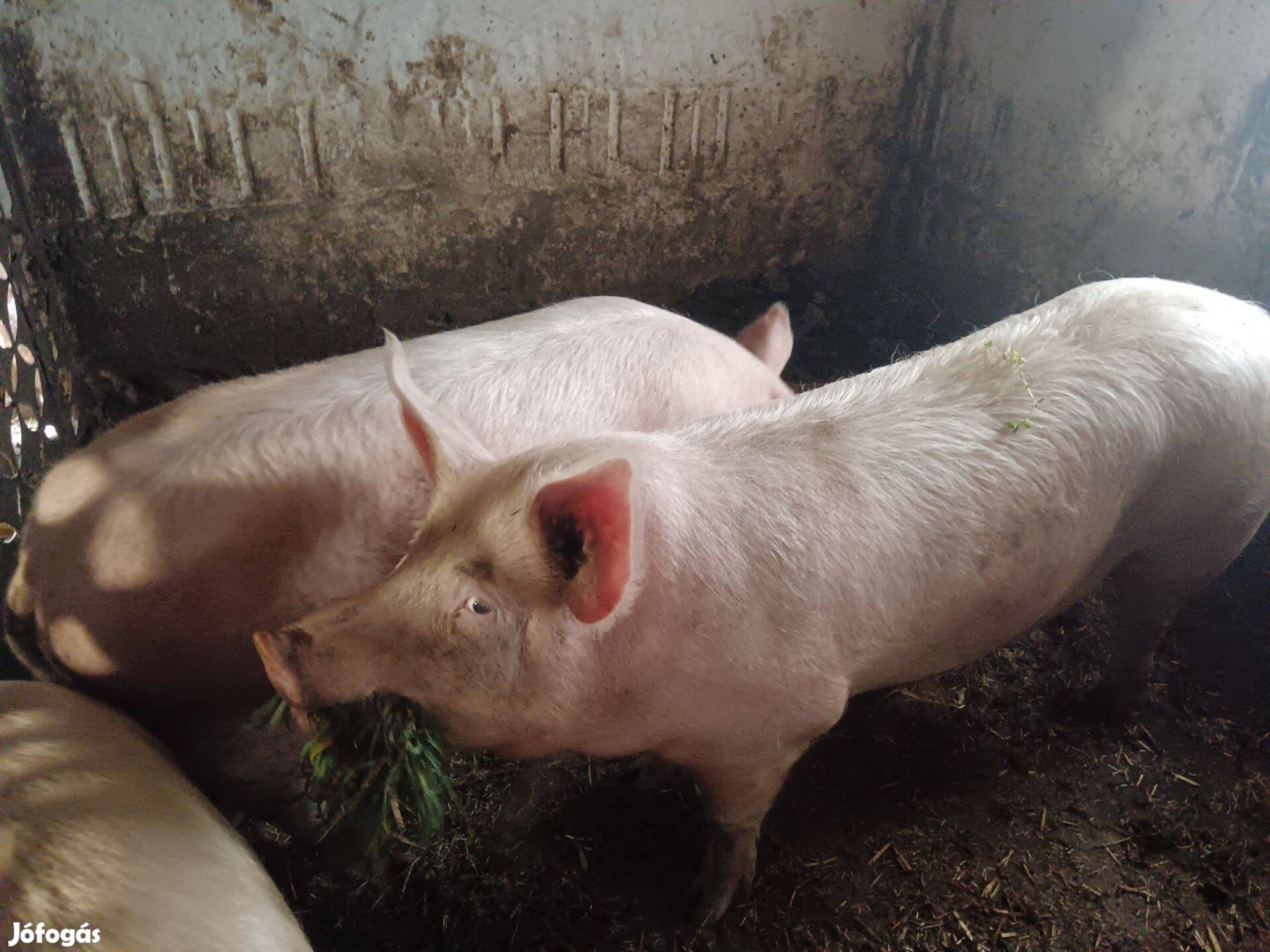 Kisebb súlyú hízók eladóak Mezőcsáton