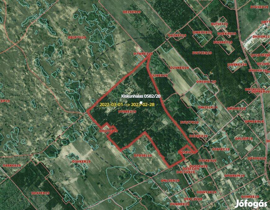 Kiskunhalas külterület, 40 Ha vágásérett fenyő szürkenyár