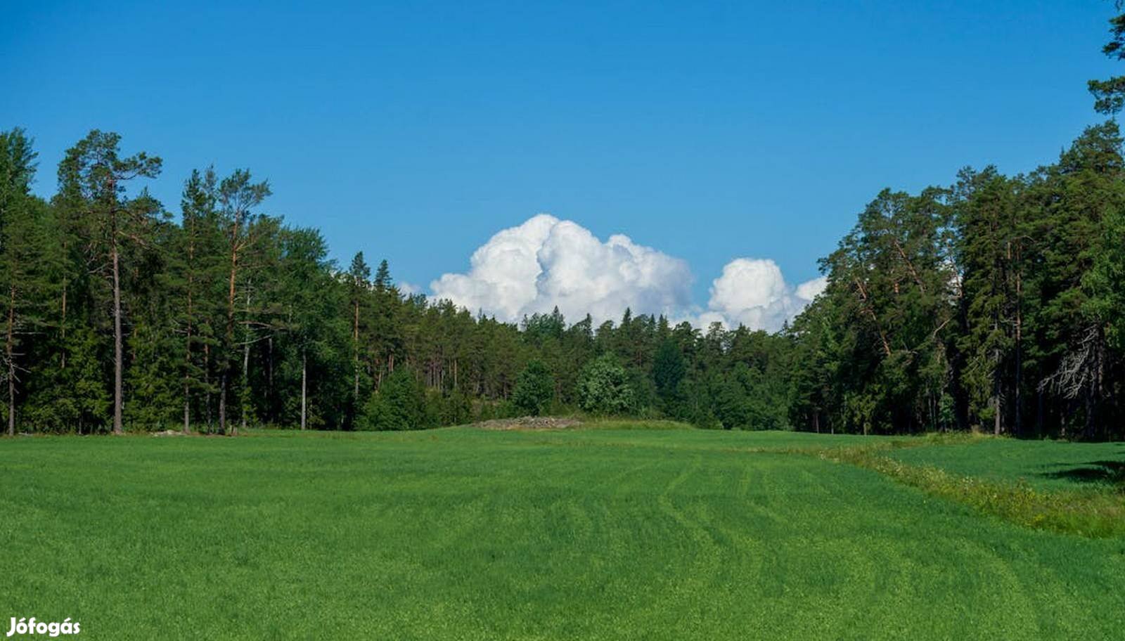 Kiskunhalas külterületén 21 hektár legelő-szántó-erdő egyben eladó!