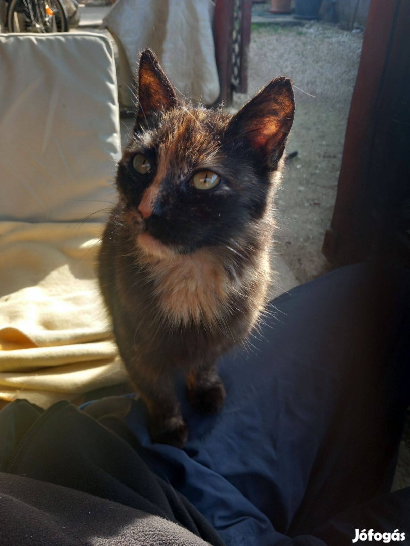 Kislány Kiscica Ingyen Elvihető!