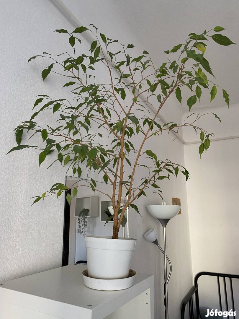 Kislevelű ficus / fikusz