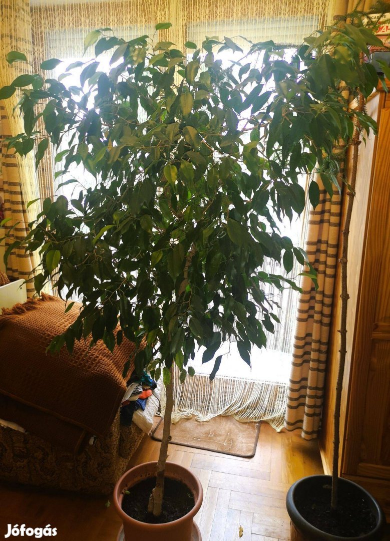 Kislevelű ficus szobanövény