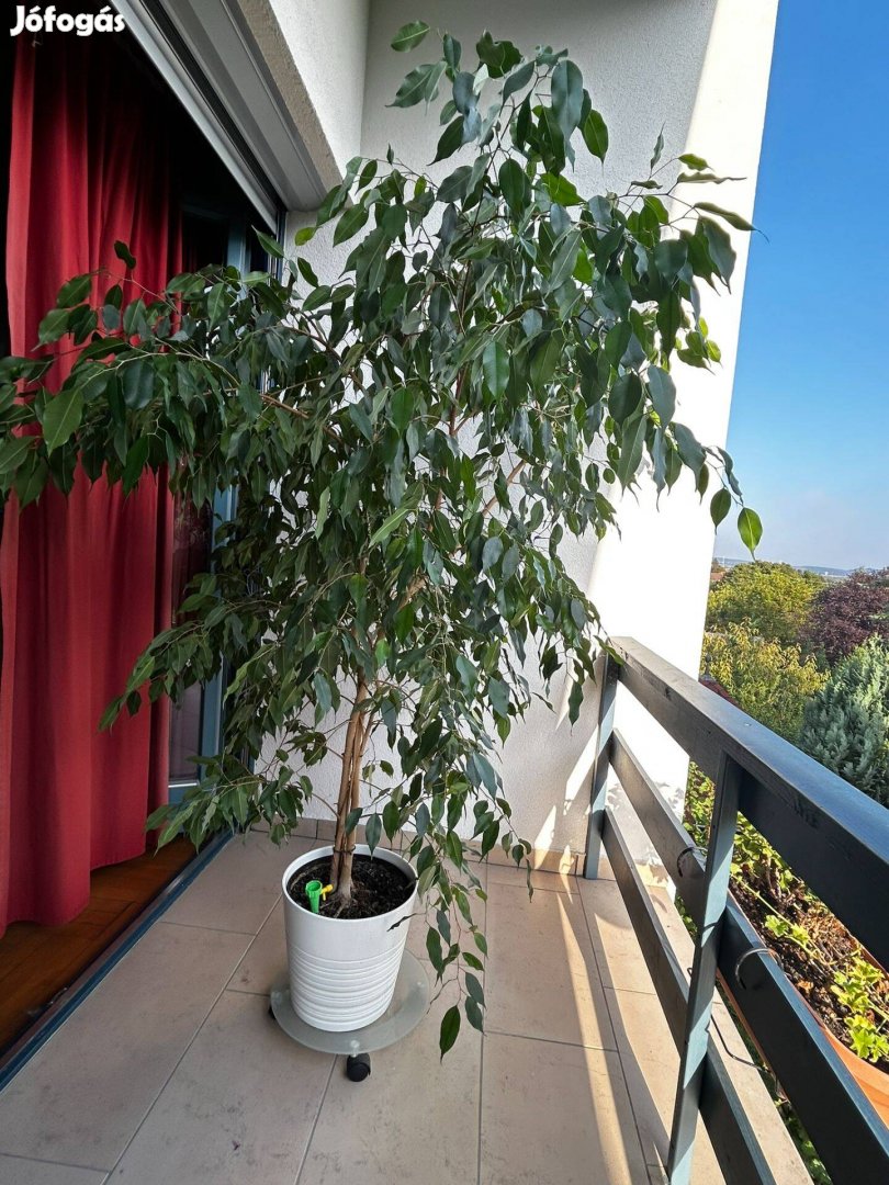 Kislevelű fikusz (Ficus benjamina)