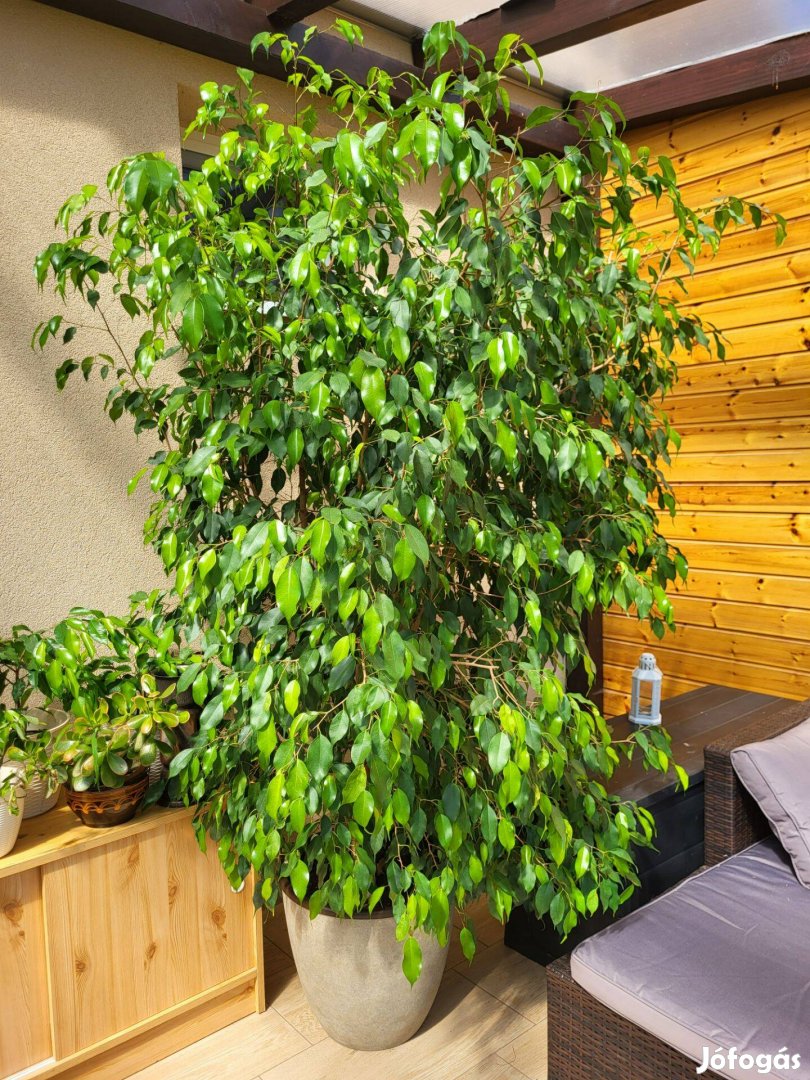 Kislevelű fikusz (Ficus benjamina) eladó