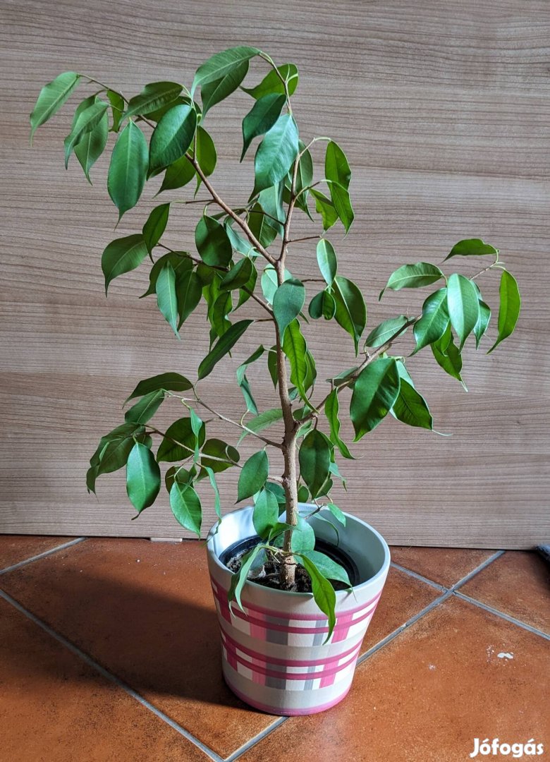 Kislevelű fikusz benjamina 55 cm magas