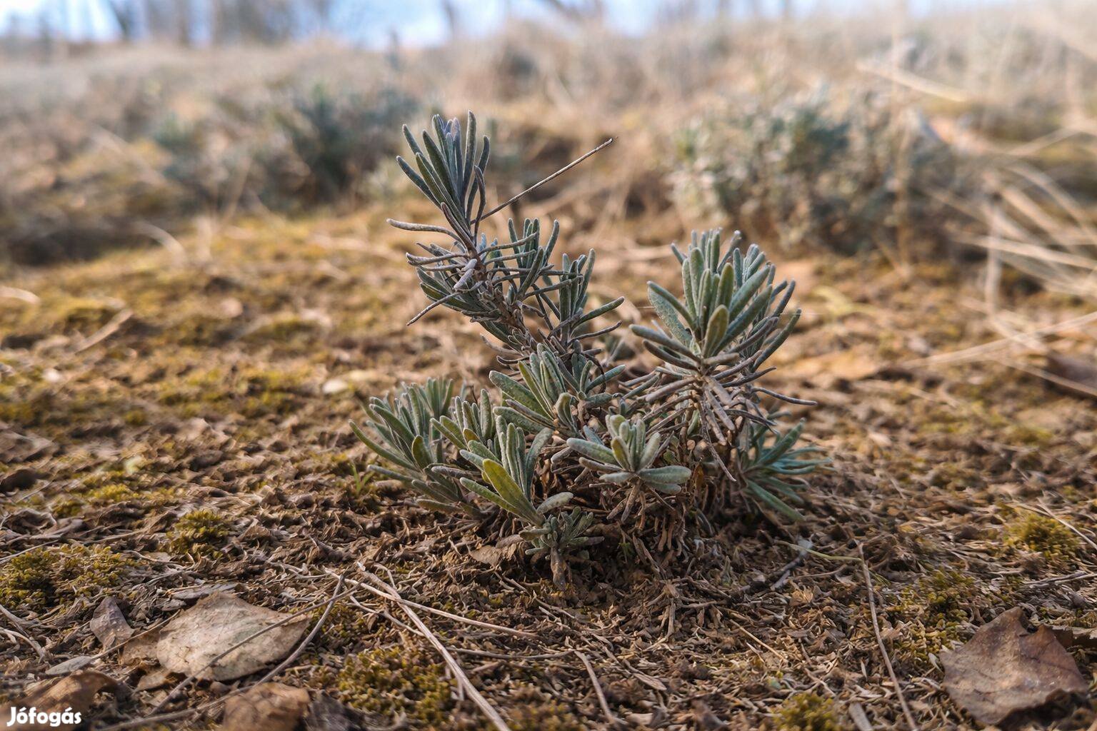 Kisméretű levendula palánta