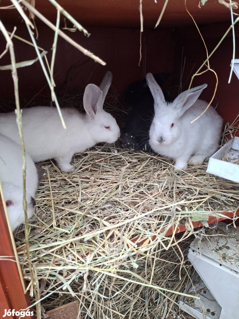 Kisnyuszik húsvétra