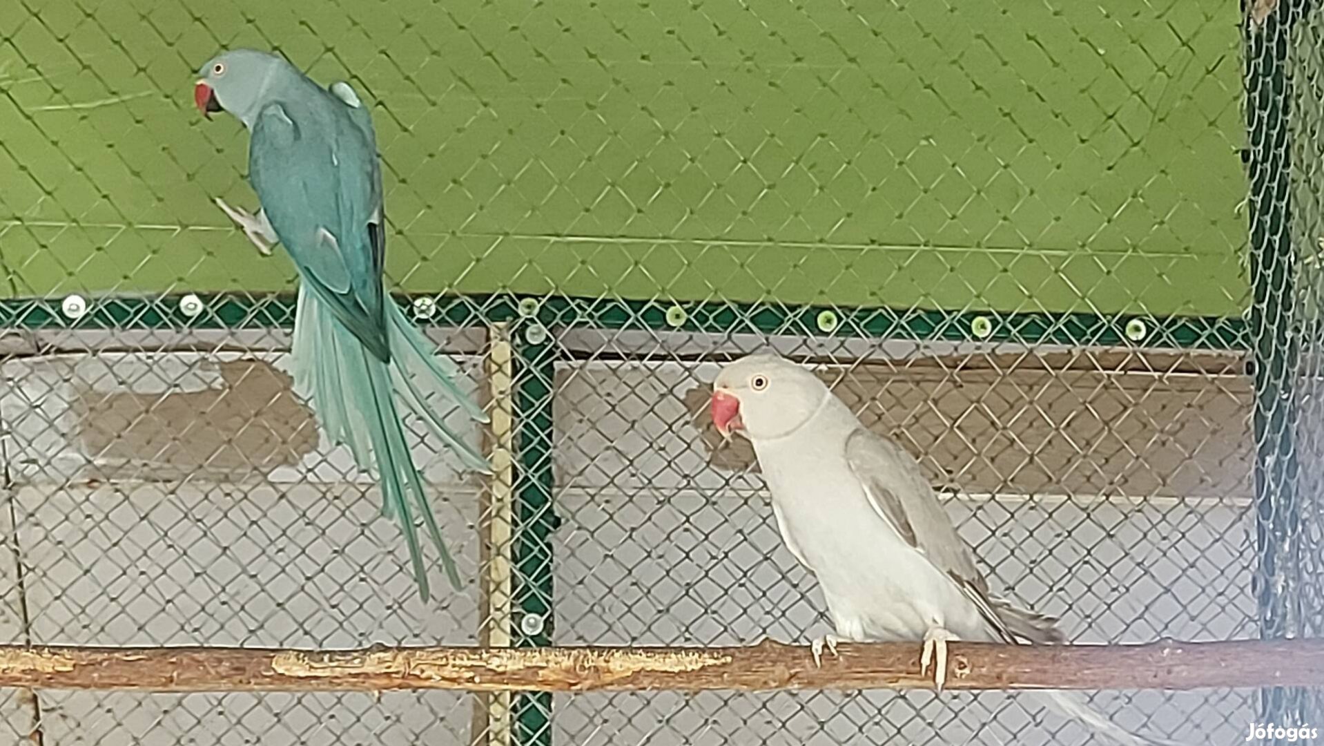 Kissándor,Rozella,Pennant papagáj