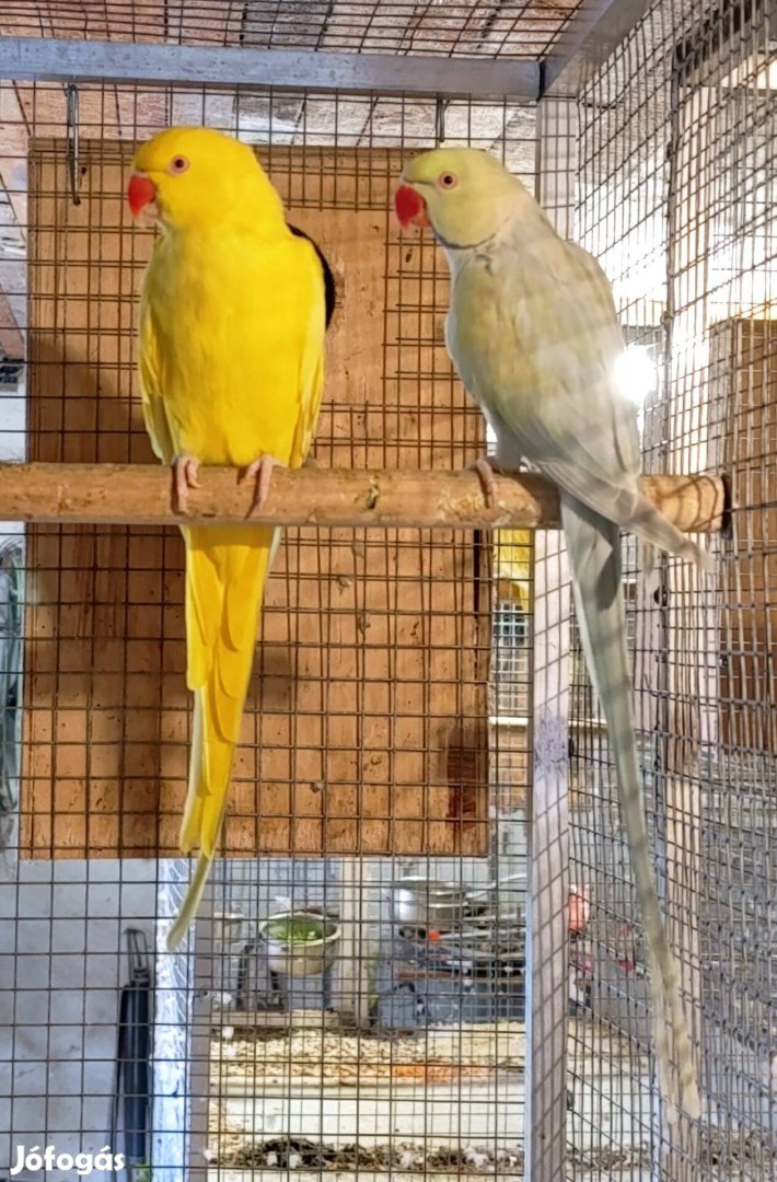 Kissándor papagáj pár Győrben