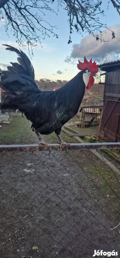 Kistestű spanyol fehérarcú baromfi