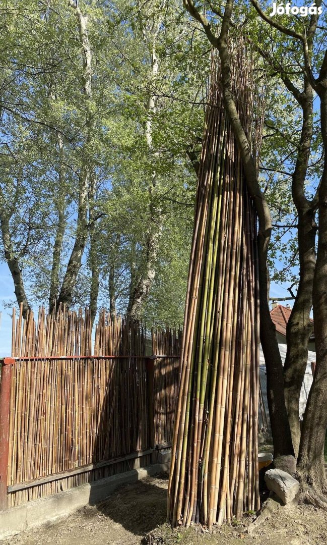 Kivágott bambusz szálak 