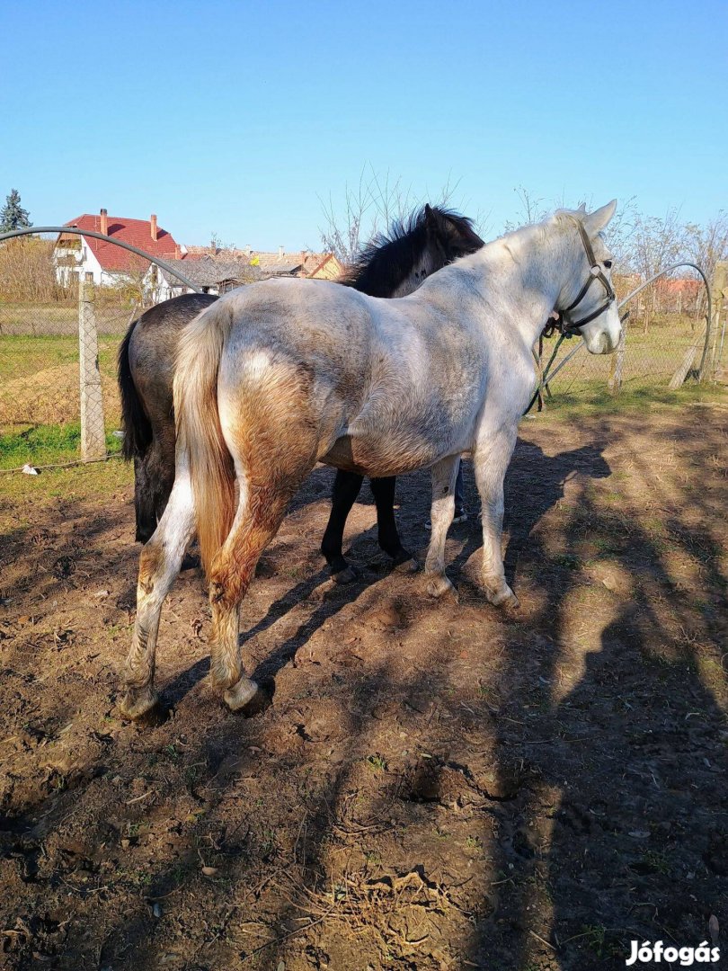 Kiváló kocsis kanca ló eladó cserélhető