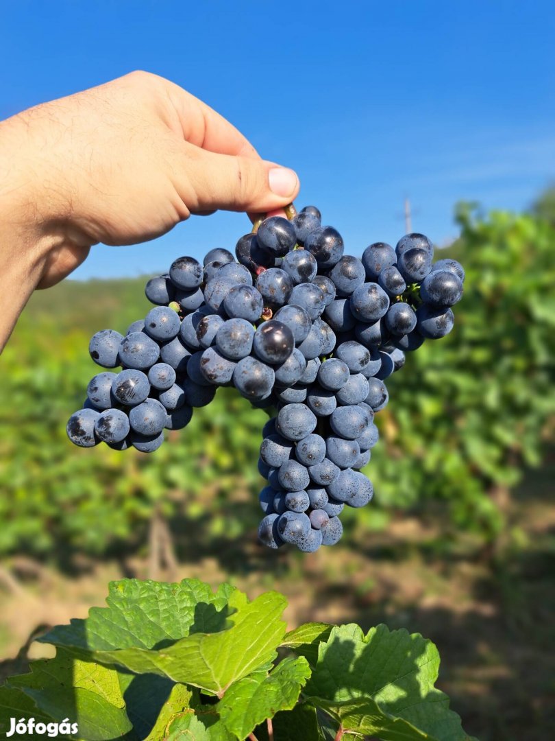 Kiváló minőségű, minősített termelői Zweigelt vörösbor  