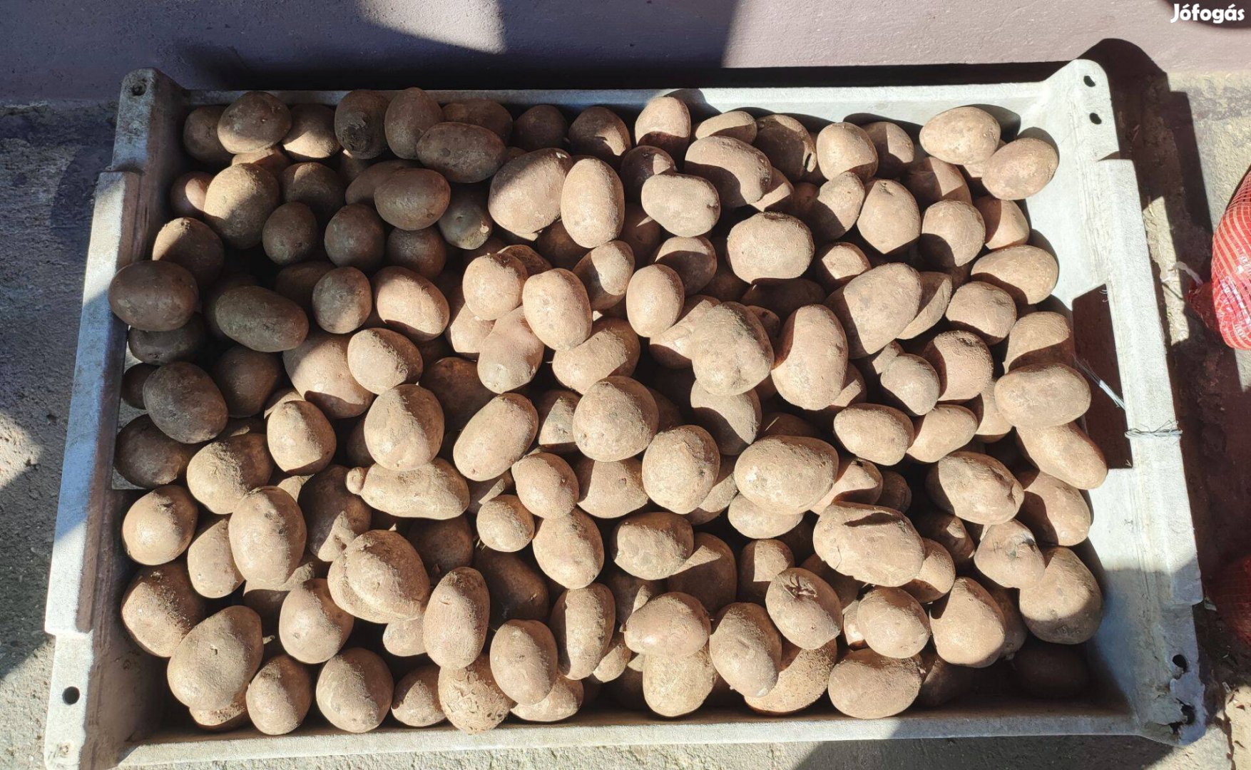 Kiváló minőségű bellarosa vetőburgonya eladó