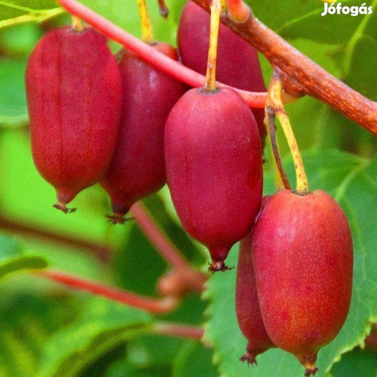 Kivi Actinidia Spp Fajták Eladók Kecskemét Bács Kiskun