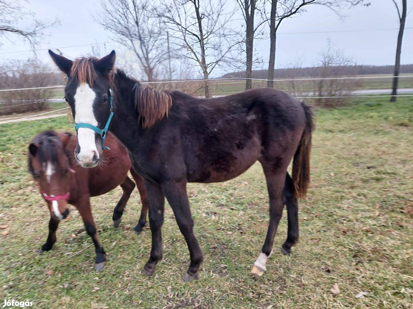 Kivváló származású magyar sportló három éves fekete méncsikó