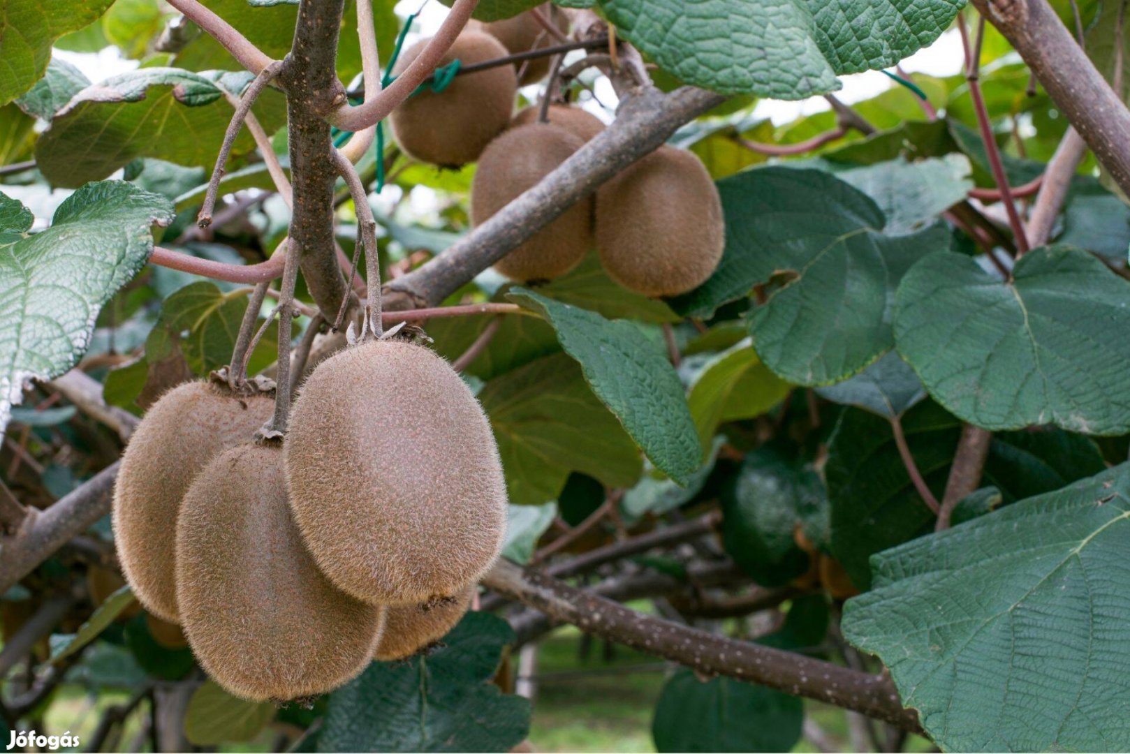 Kiwi kivi konténerben Hayward Tomuri