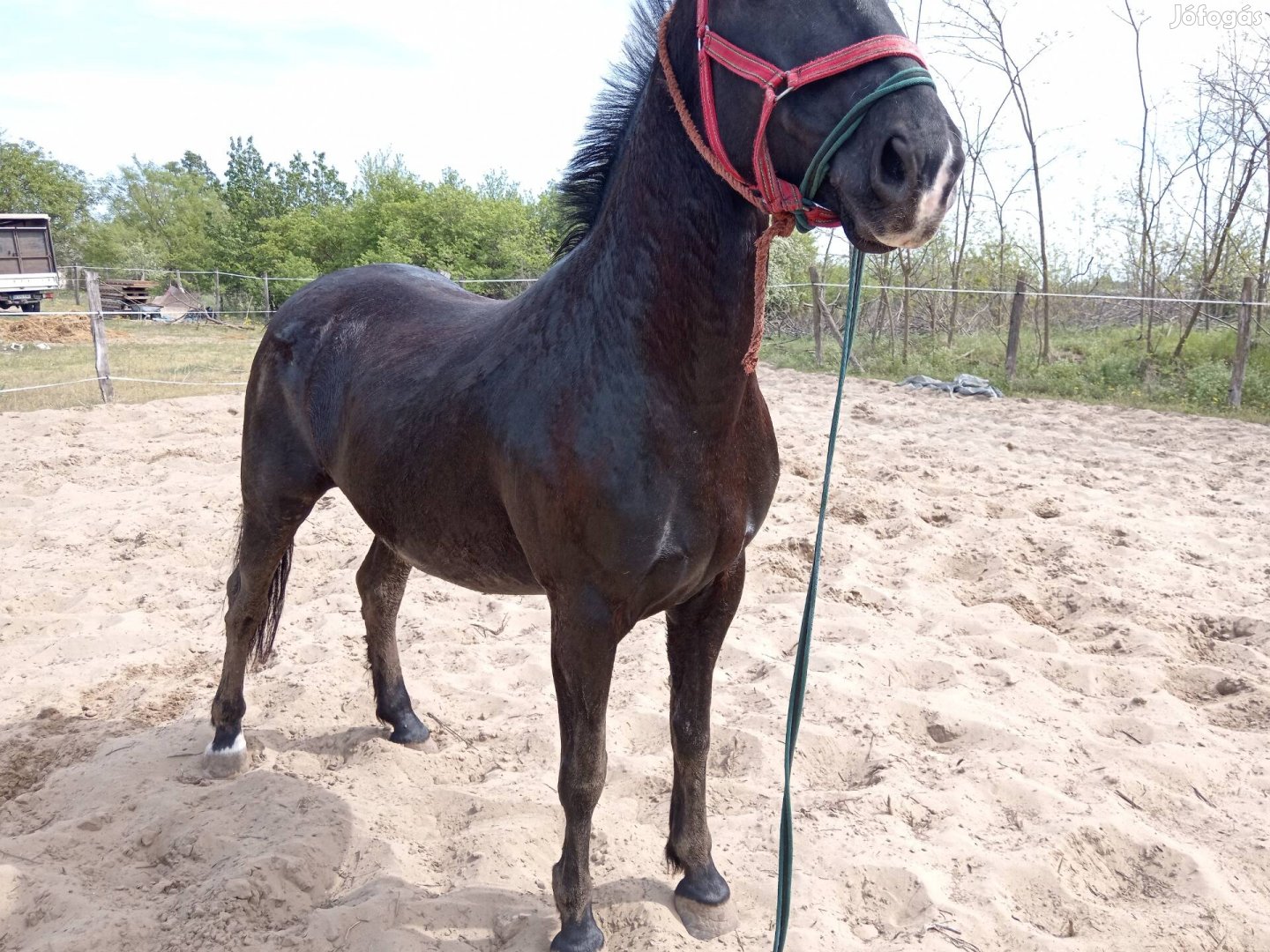 Kladrubi apaságú 172cm herélt ló eladó 