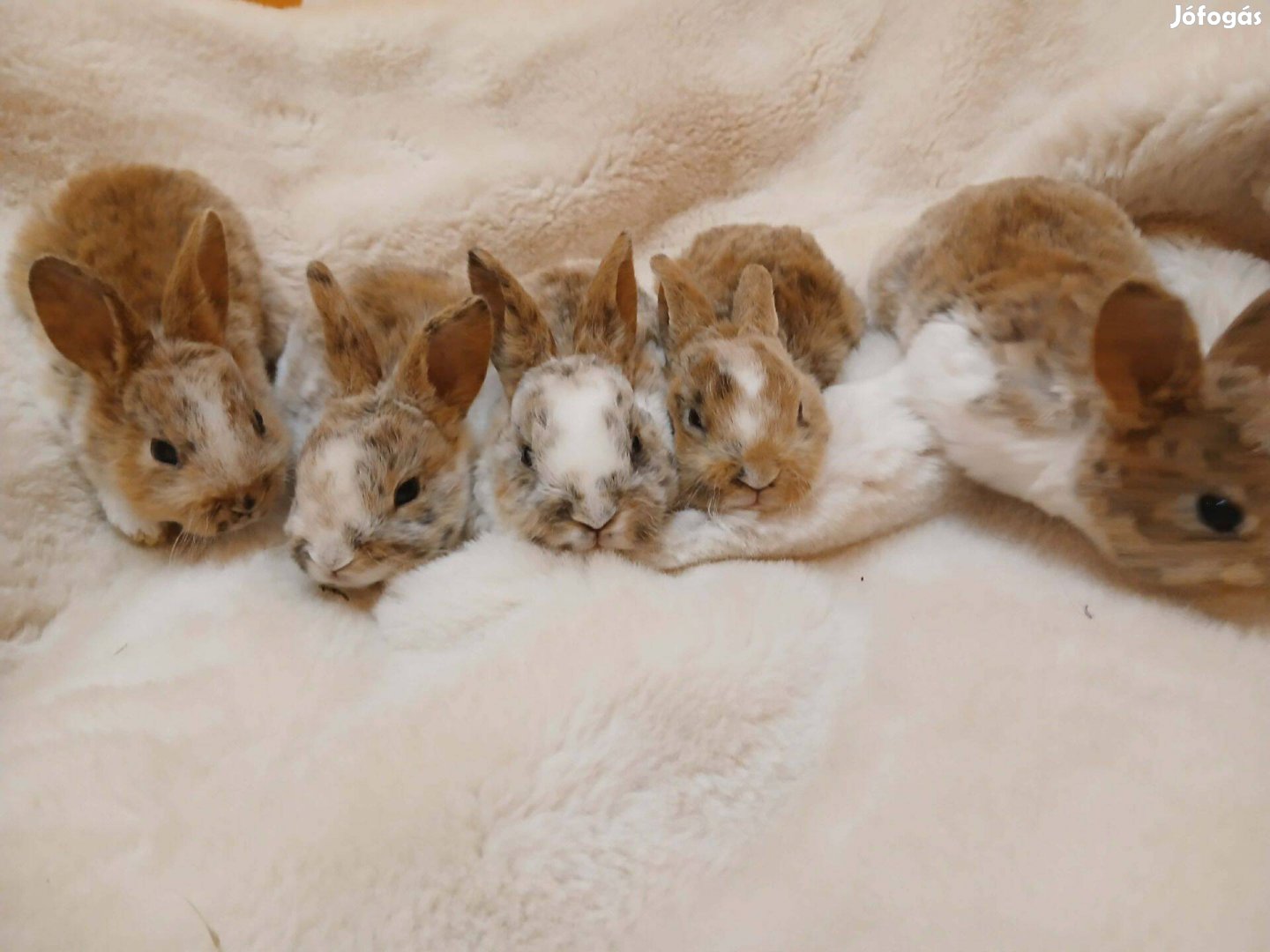 Klein Rex nyúl nyuszi eladó