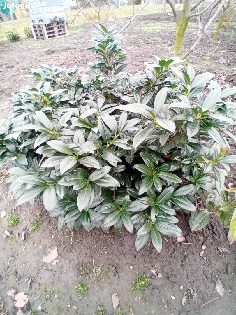 Kleopatra babérmeggy földlabdás eladó!