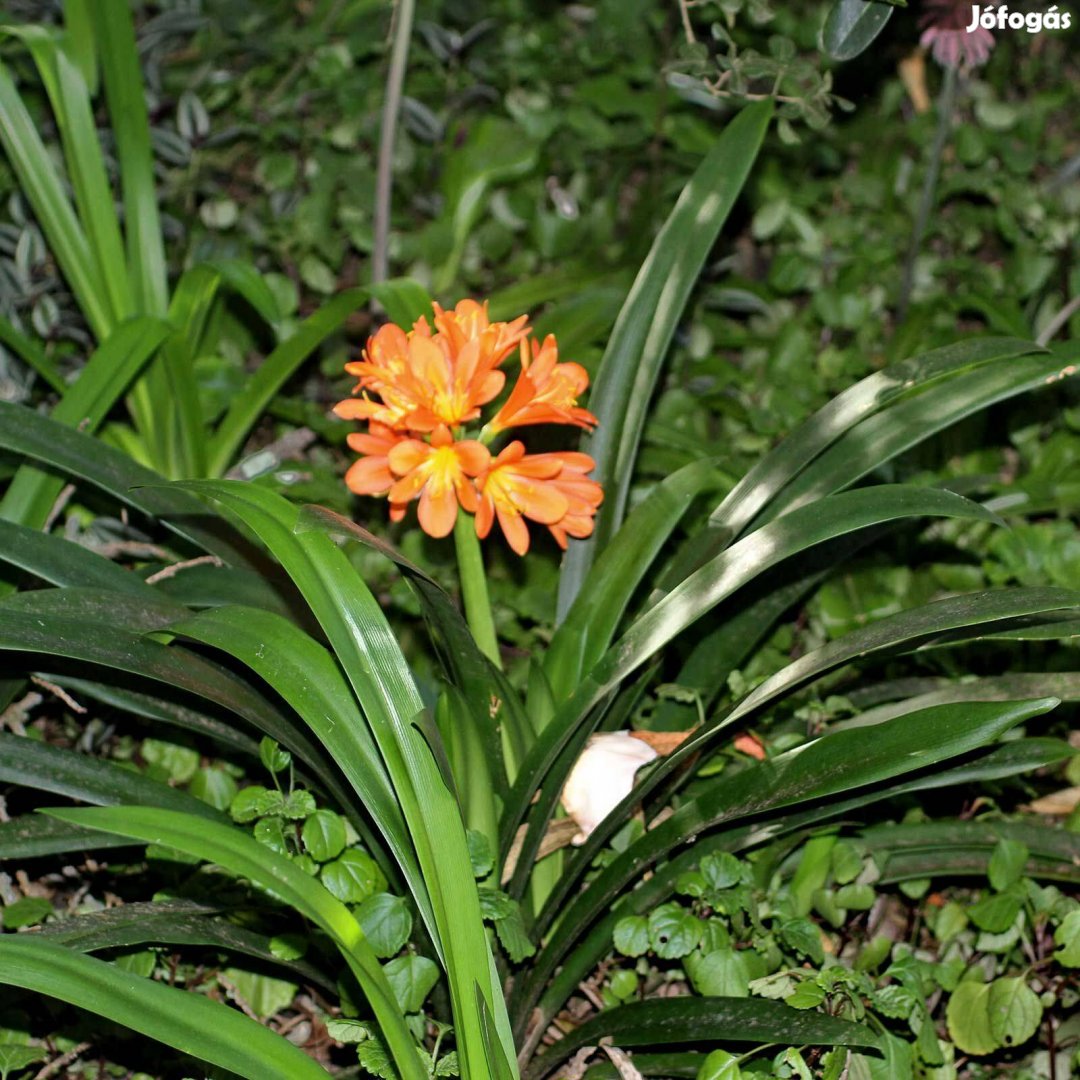 Klívia Clivia miniata Narancsliliom szobanöcény