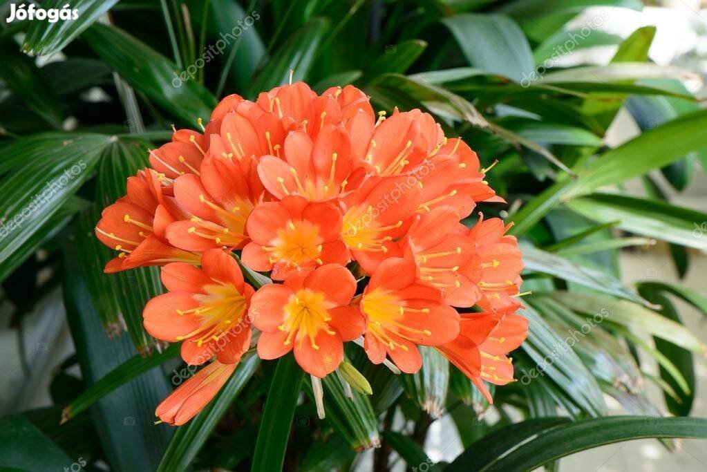 Klívia Clivia miniata Narancsliliom szobanövény