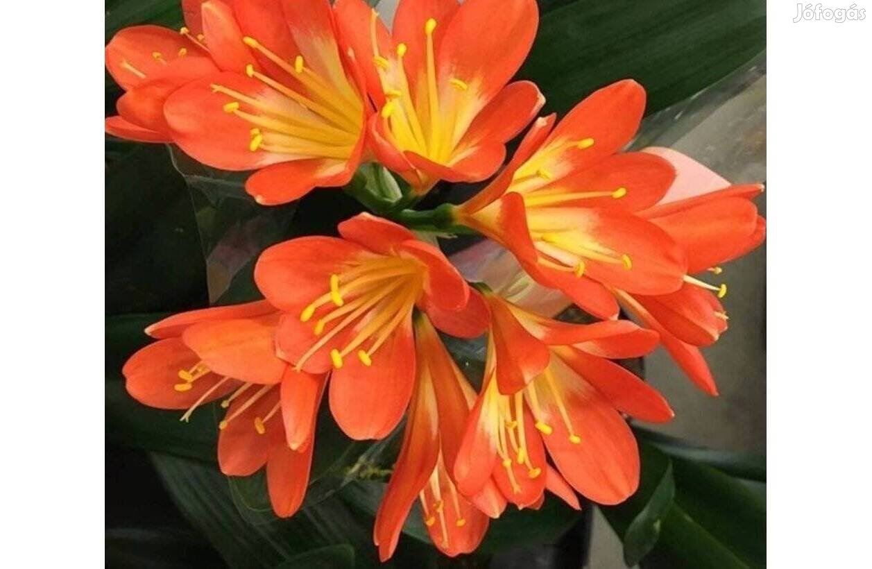 Klivia, szobaliliom/narancsliliom Clivia miniata