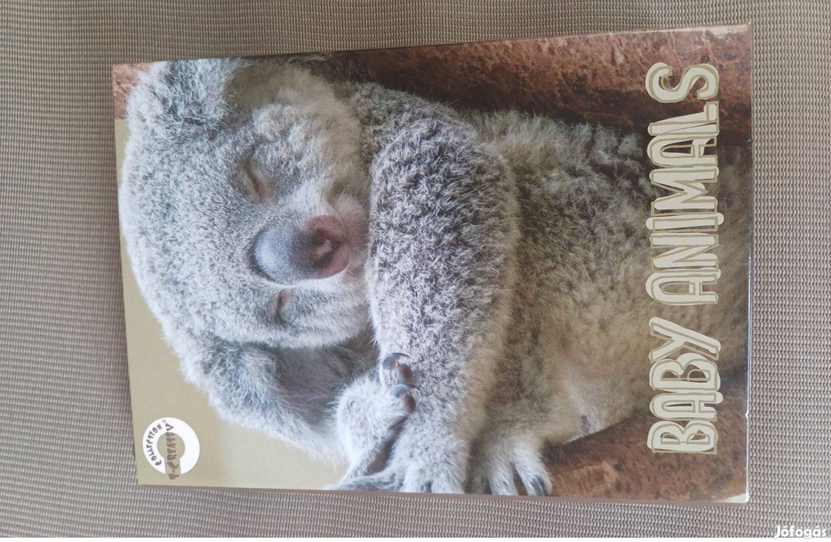 Koalamacis kicsi füzetbox