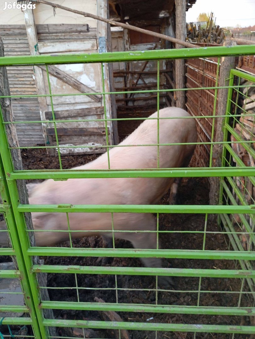 Koca eladó Nagyecsed