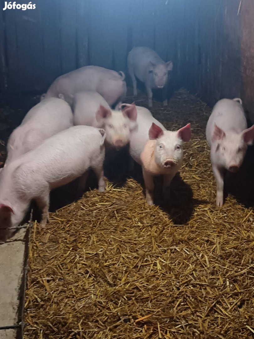 Koca és süldő költözne