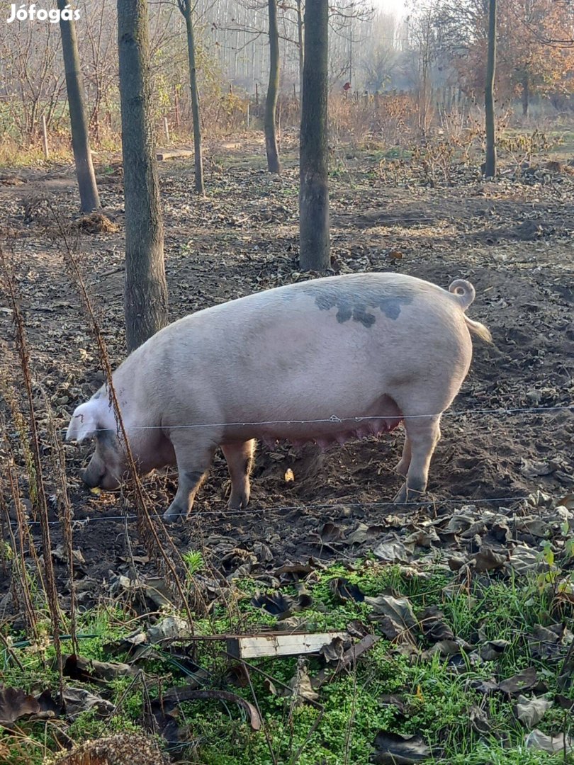 Koca hízó eladó