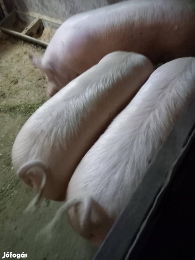 Koca süldő F1