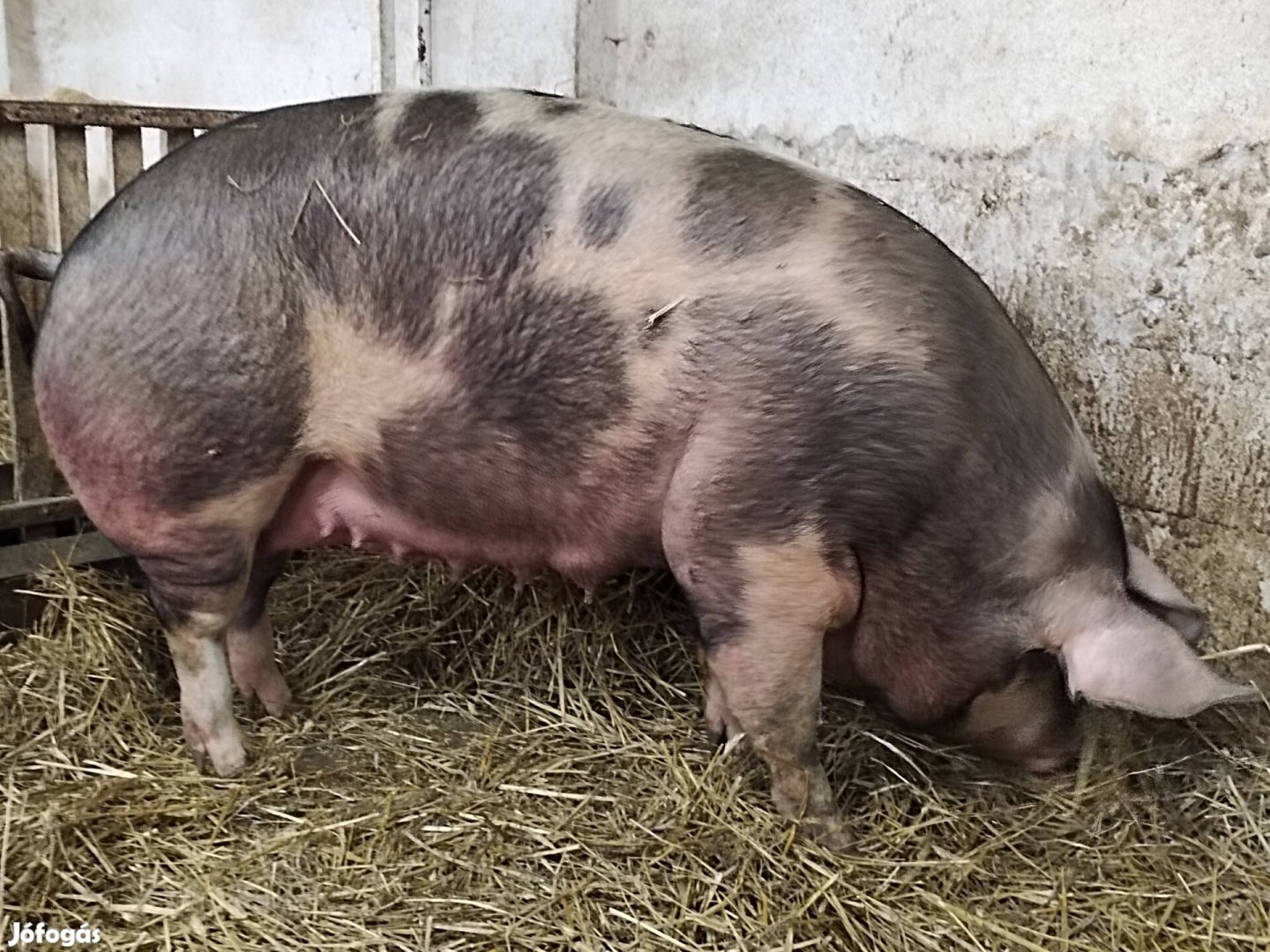 Kocák eladóak egy Pietrain és egy Magyar nagyfehér 