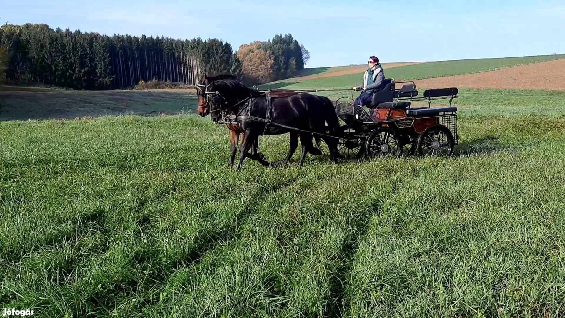 Kocsis hátas hobiló