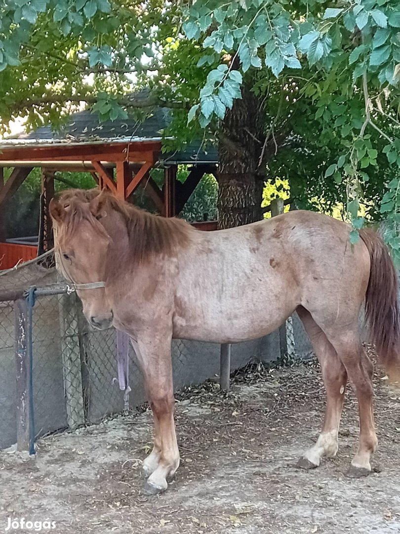 Kocsis kancacsikó eladó