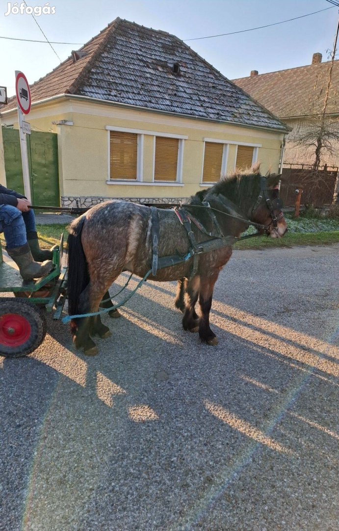 Kocsis póni eladó illetve cserélhető