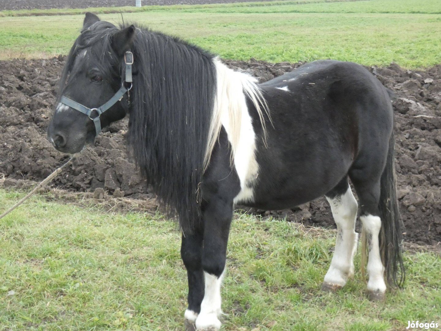 Kocsizós, lovagolható pónik