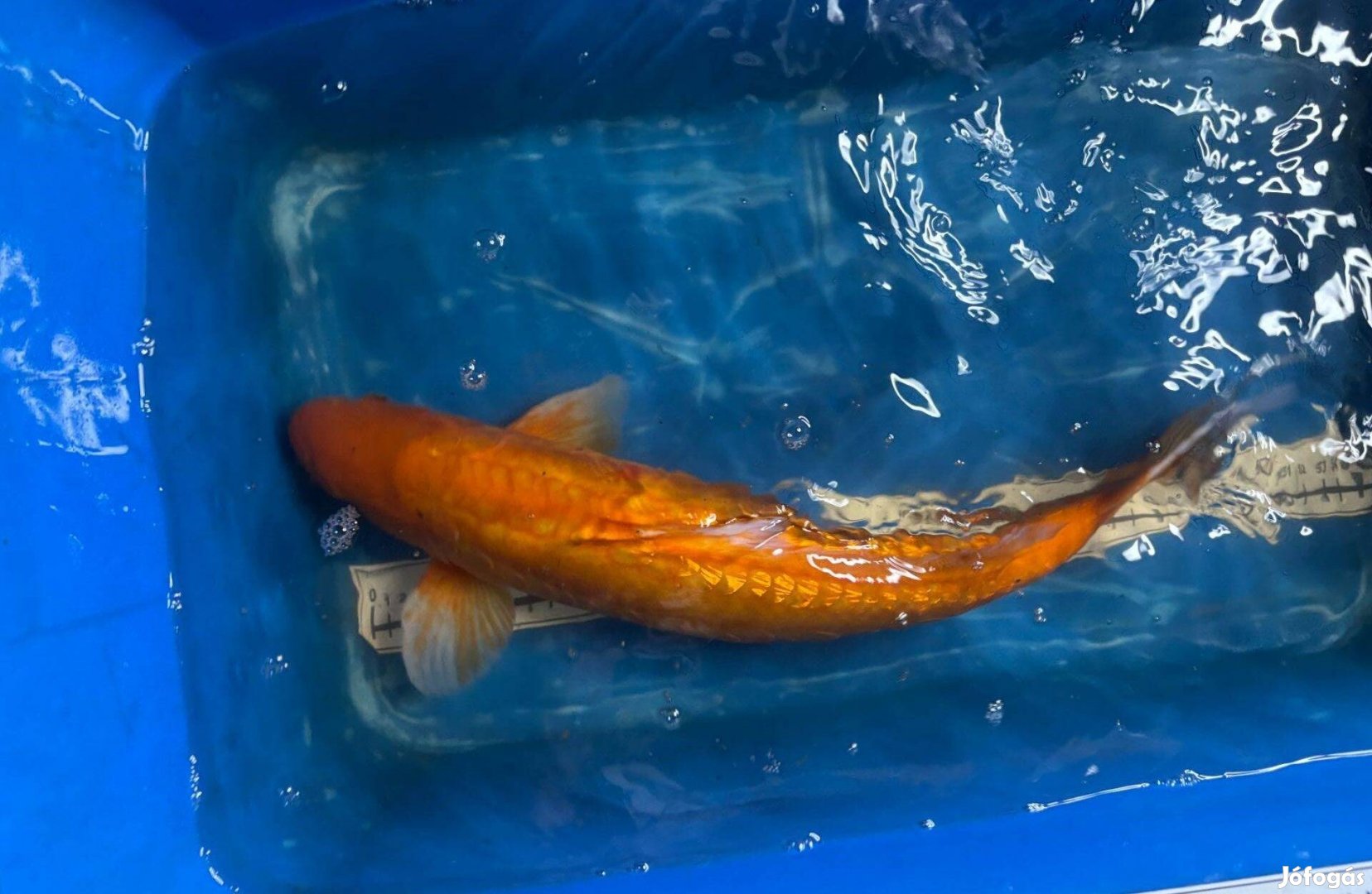 Koi ponty Szegedről