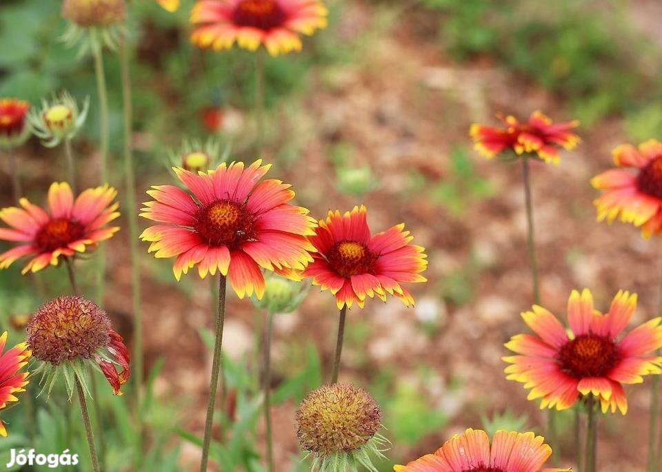 Kokárdavirág Gaillardia