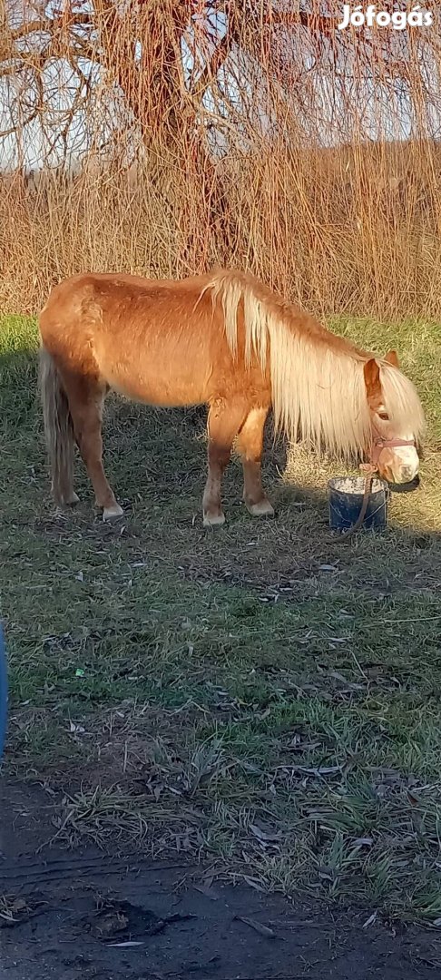 Költözik 130cm sárga póni 